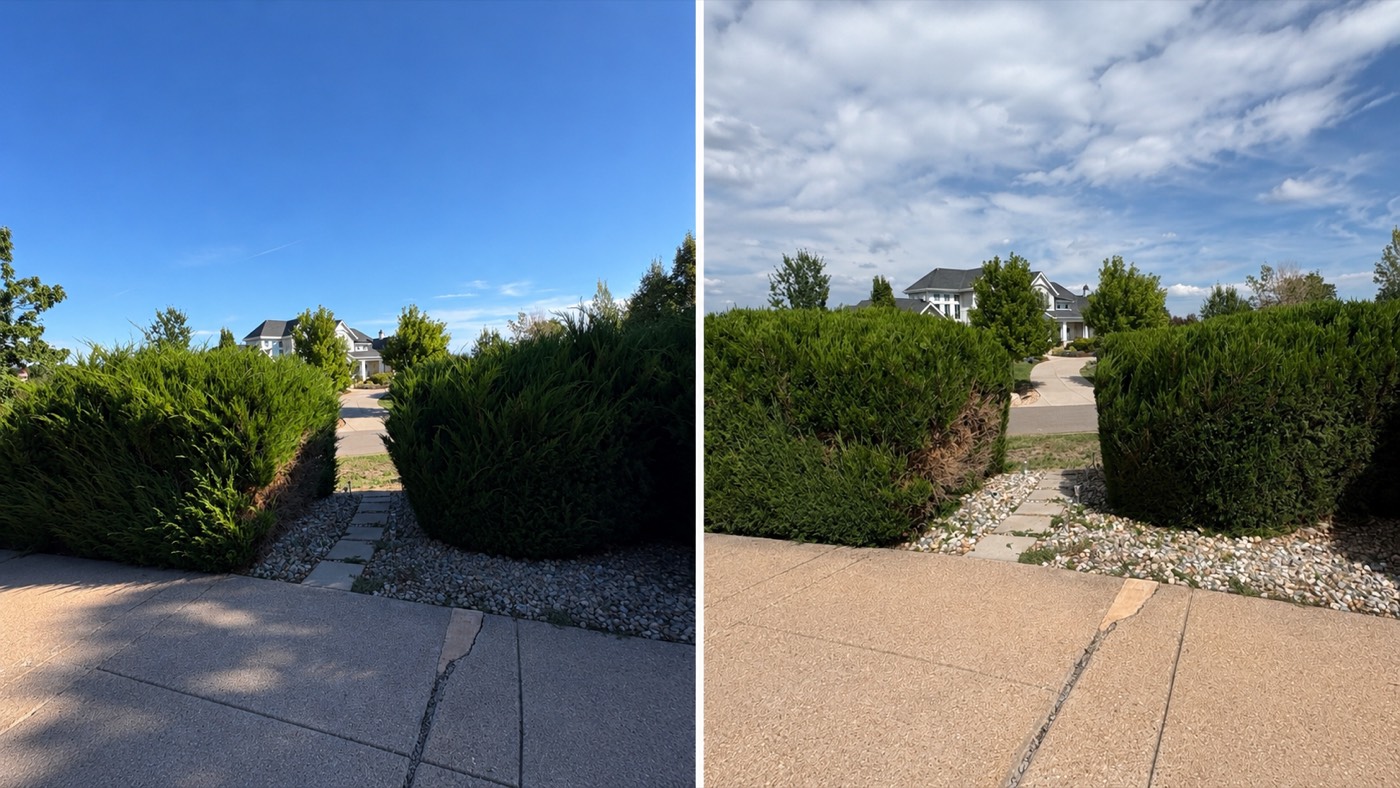 Before and after: overgrown evergreen hedges squared off beside a walkway