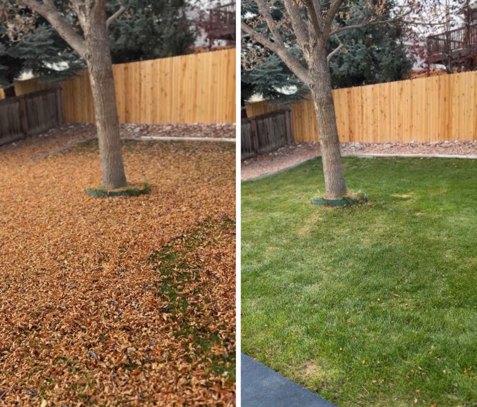 Before and after leaf cleanup on a backyard lawn near Loveland, CO