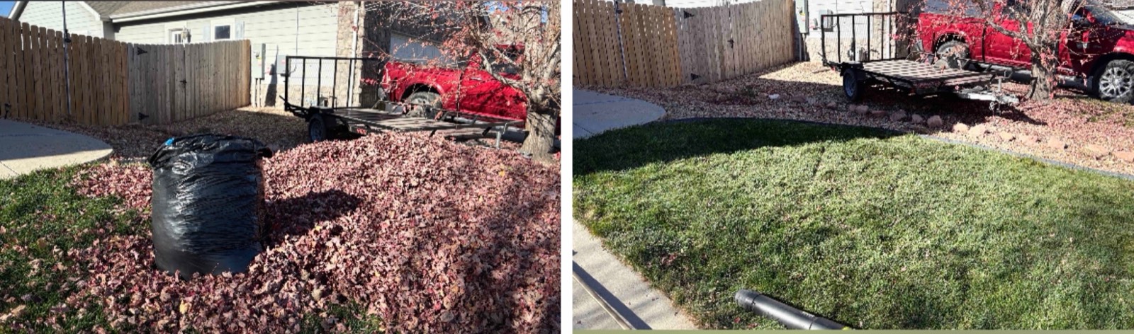 Before and after leaf removal on a front yard near Loveland, CO