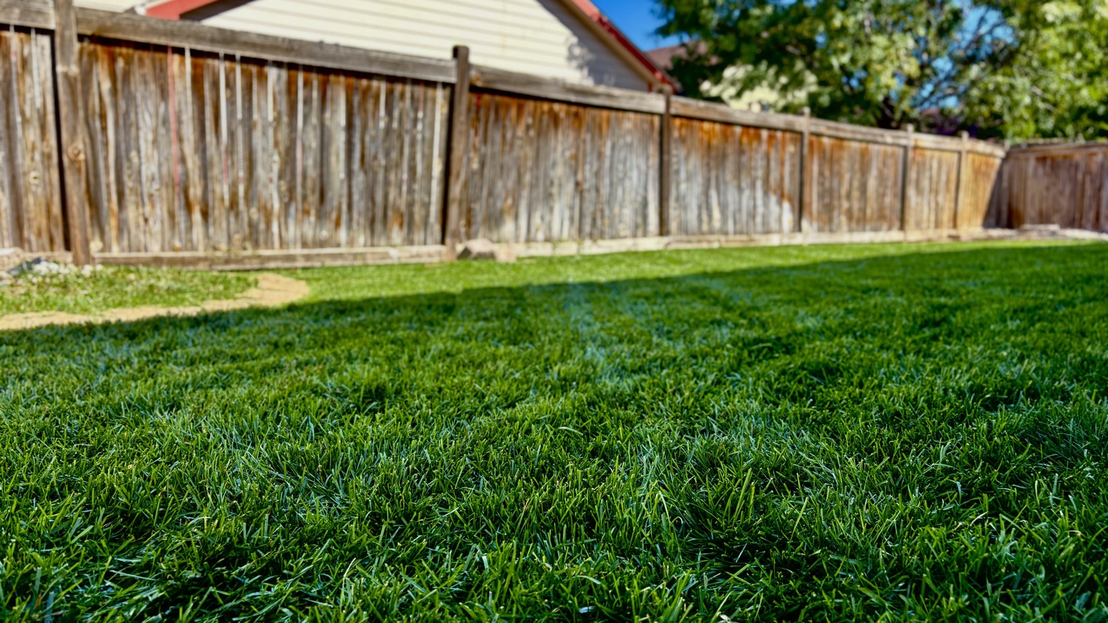 Thick green lawn along a wood fence after a fresh cut