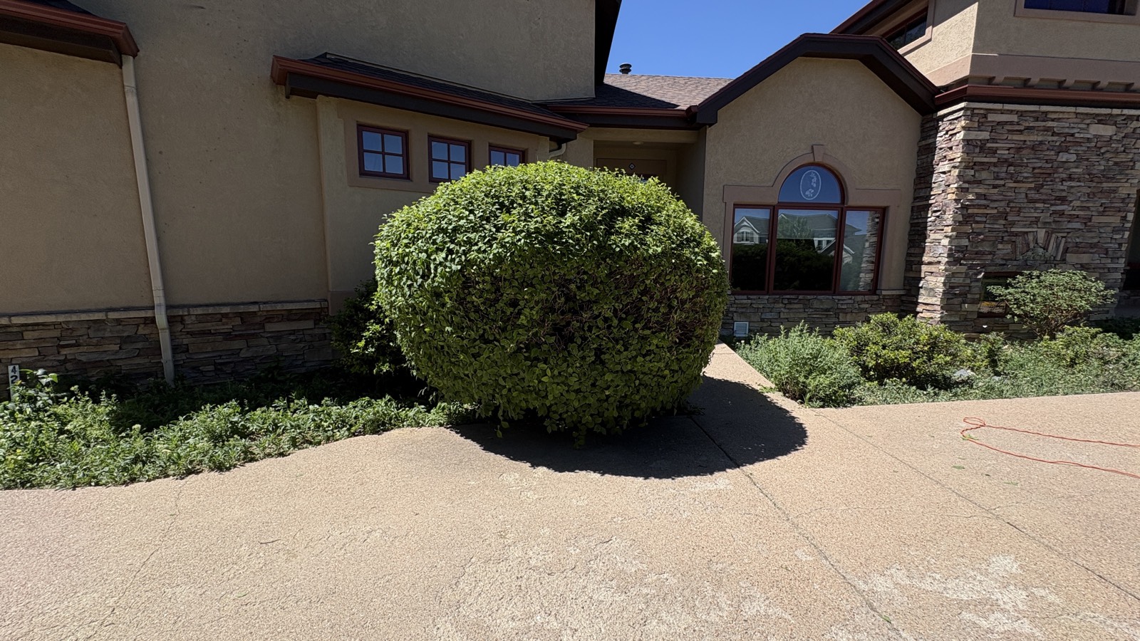 Neatly trimmed round shrub beside a front walkway